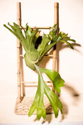 Platycerium wandae